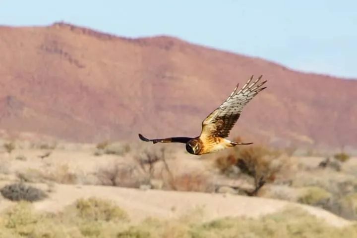 Wetlands Park, Las Vegas, NV