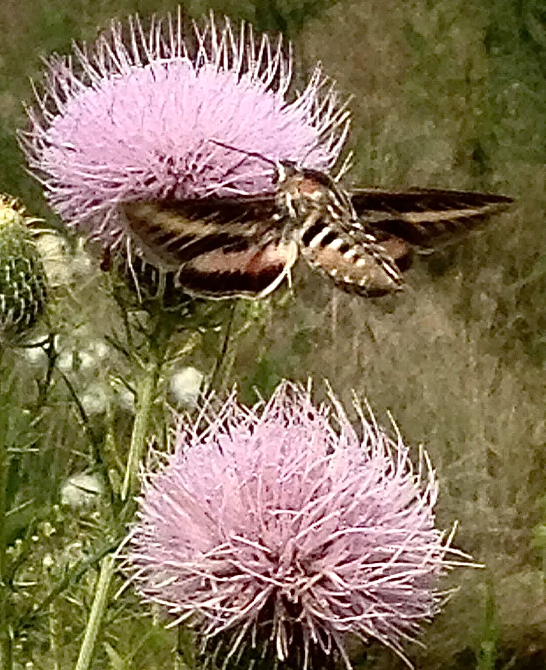 Flower #10 Canadian Thistle