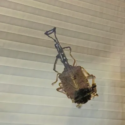 Stink Bug Jazz Band #1