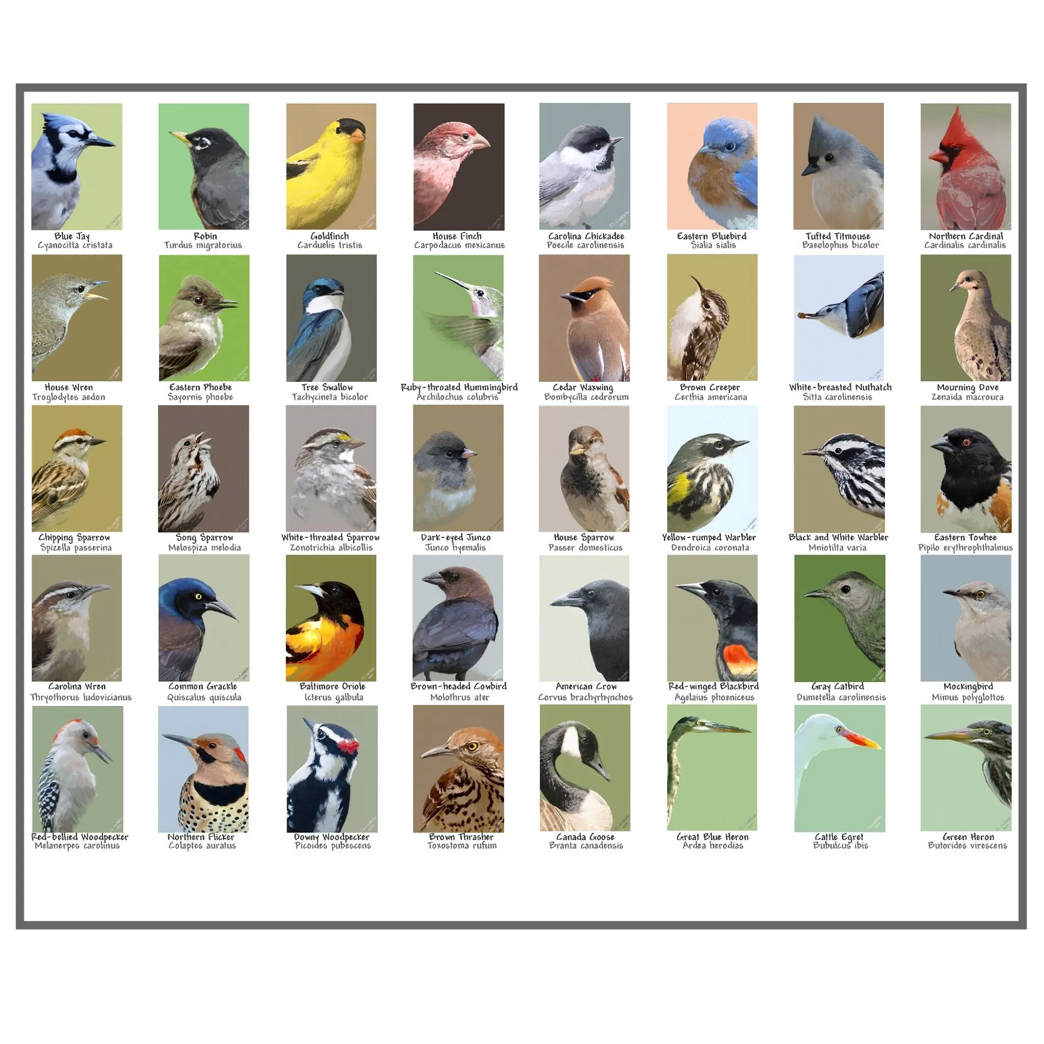 North American Birds