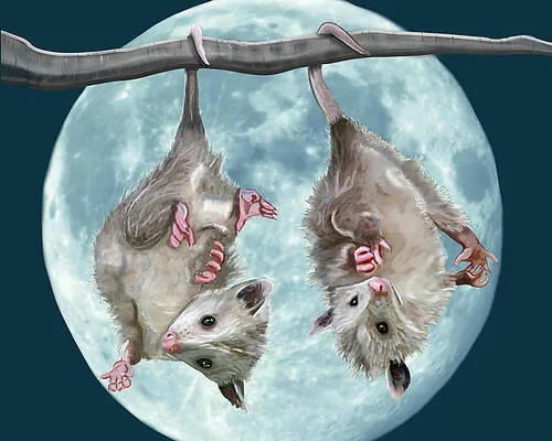 Blue Moon Possums
