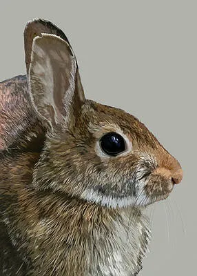 Rabbit Portrait
