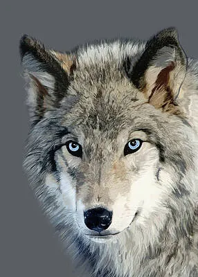 Wolf Portrait