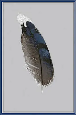 Jay Feather