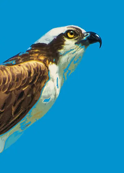 Osprey Portrait