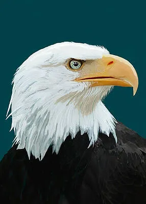 Bald Eagle Portrait