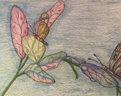 Butterflies And Flowers