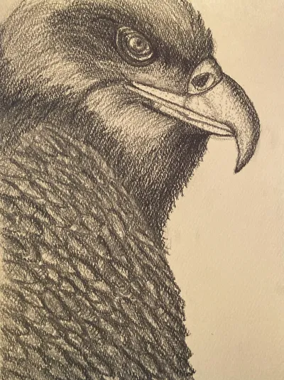 Eagle In Pencil