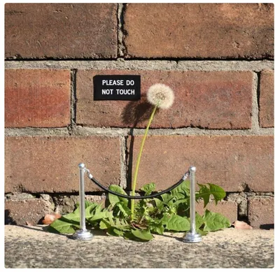 Flower #6 Dandelion Museum