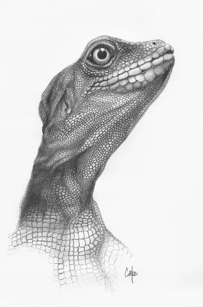 Iguana